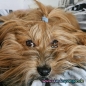 Mobile Preview: 10 Hunde Haargummis Plüsch Pastell MIX